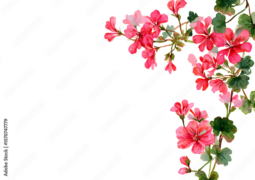 Fototapeta premium Vertical floral border on the left with hand-painted pink geraniums. White space on the right for text. Great for scrapbooking, packaging, wallpaper, and decoupage projects.