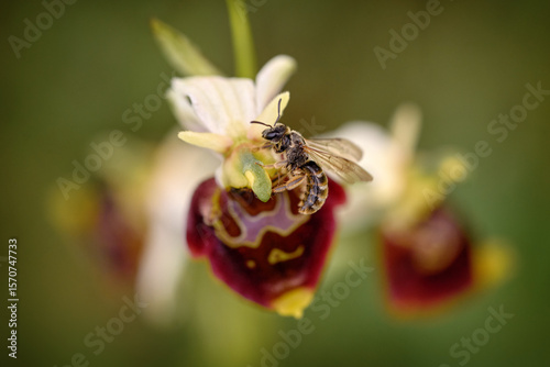 Bee on the wild orchid. Ophrys holoserica ssp. holubyana, flower bloom in Bile Karpaty, Czech Repubic. Orchids of the genus Ophrys use so-called sexual mimicry – their flowers imitate the appearance.