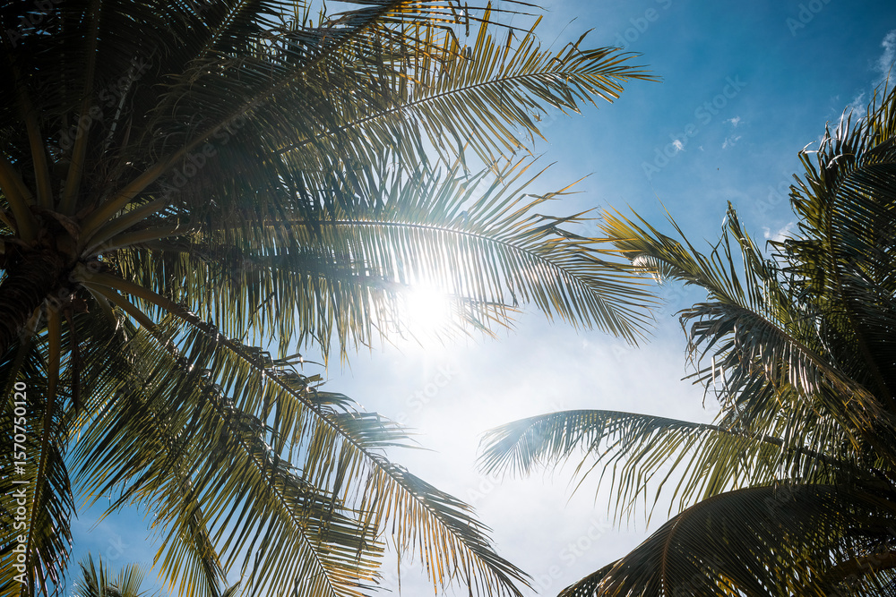 Naklejka premium Coconuts and the sun in Coron, Palawan in the Philippines.