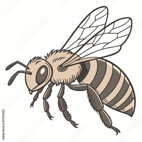 A detailed and realistic vector illustration of a honey bee with clear wings, fuzzy body, and striped abdomen. 