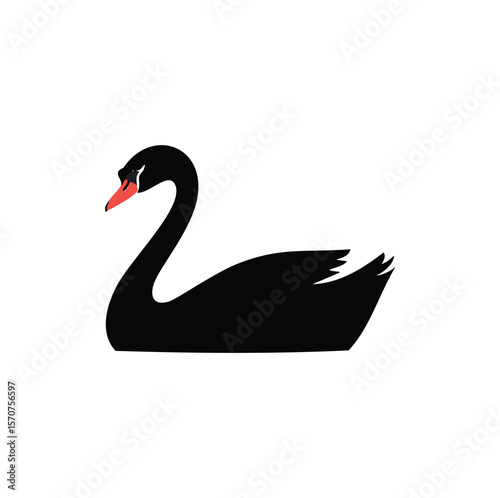 Black swan with red beak bird waterbird