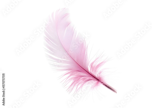 pink feather isolated on white or transparent png