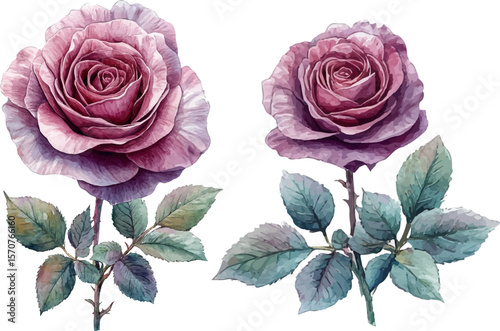 pink roses on white background