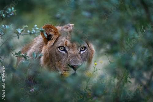 Hidden lion in grass, Central Kalahari, Botswana in Africa. Africa lion landscape. Africa wildlife. Lion hidden in the green vegetation. Forest African lion in the nature habitat, green trees, Okavang