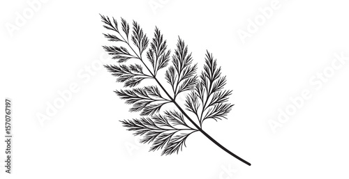 Delicate black dill frond against a stark white background silhouette