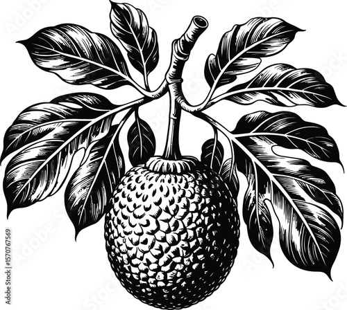 Vintage Hand Drawn Breadfruit with Leaves Vector Illustration in Black and White
