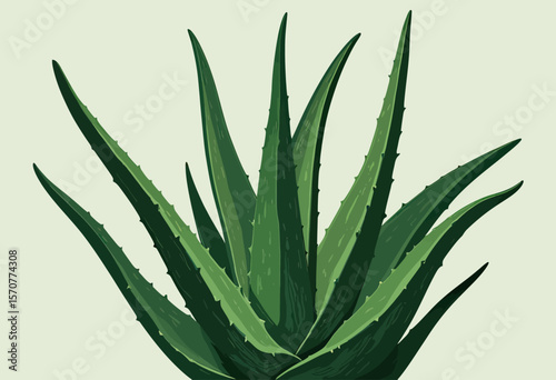 A detailed vector illustration of a lush, green Aloe Vera plant, a classic botanical drawing of the succulent for skincare and natural health product branding.
