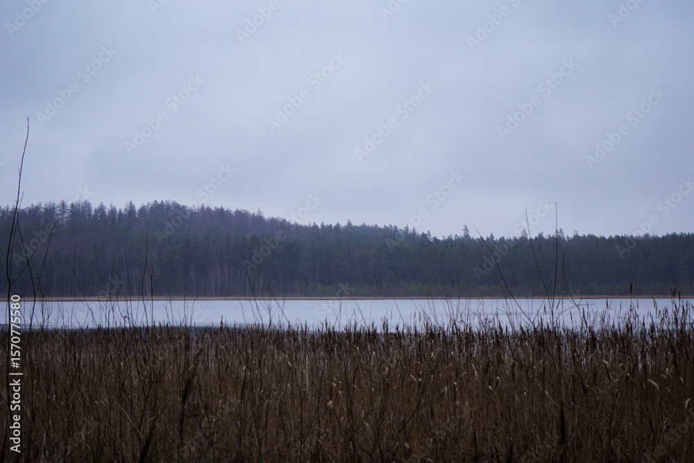 Fototapeta premium Moody and dark lake with long grass and dark forest in the background, making natural line pattern