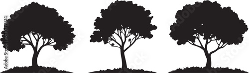 "Silhouette Trio: Tree Diversity in Shadow"
"Three Trees, Three Shapes: Nature's Contrast in Silhouette"
"Tree Silhouettes: From Oak to Pine"