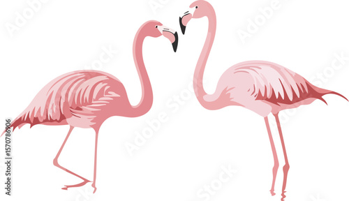 pink flamingos isolated on white background