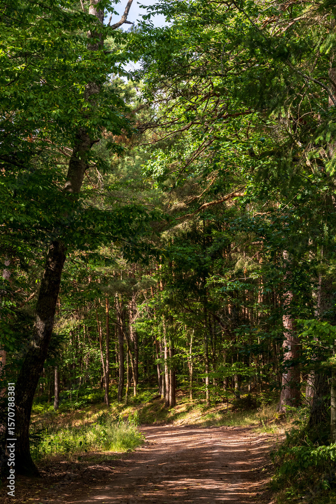 Obraz premium Promenade paisible dans la forêt vosgienne : un sentier de terre s'enfonce dans un écrin de verdure sous une lumière magique, Vosges, Alsace, Grand Est, France