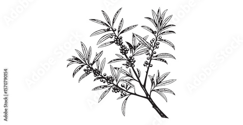 Detailed illustration of sea buckthorn branches with orange berries and leaves silhouette