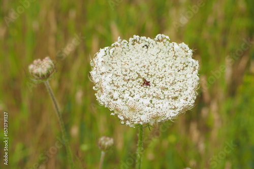 Wallpaper Mural Biały wielki kwiat na tle trawy w polu Torontodigital.ca