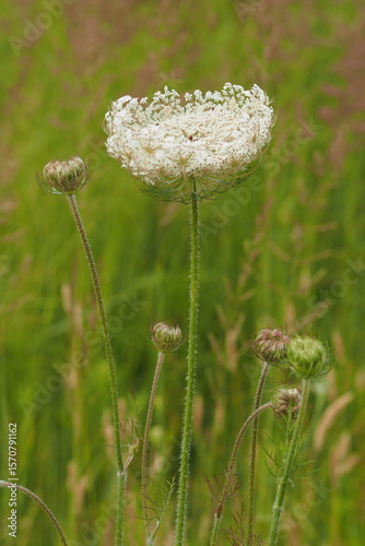 Wallpaper Mural Biały wielki kwiat na tle trawy w polu Torontodigital.ca