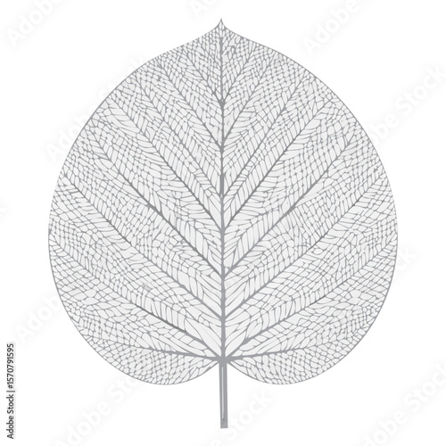 Detailed Leaf Vein Structure Illustration in Gray and White