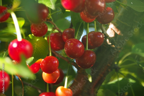 Wallpaper Mural Dojrzałe wiśni na drzewie Torontodigital.ca