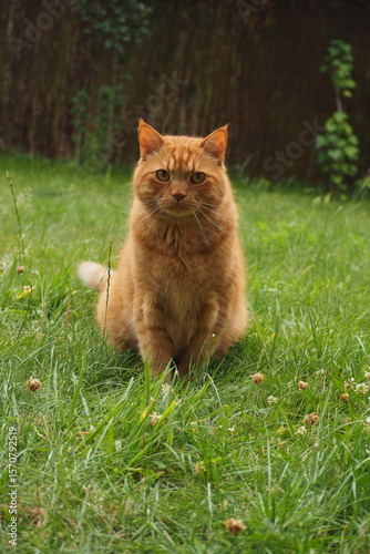 Wallpaper Mural Piękny rudy kot patrzący wprost Torontodigital.ca