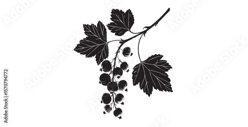 Blackcurrant branch with leaves and berries silhouette