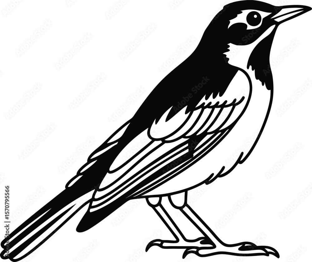 Naklejka premium Realistic Robin Outline Vector Illustration 