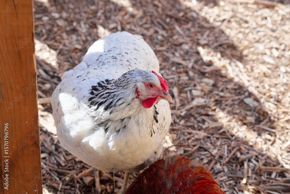 White Chicken with Black Patterns Standing on Bark Litter White Chicken with Black Patterns Standing on Bark Litter