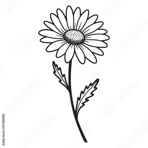 Delicate hand drawn illustration of a simple daisy flower in black and white isolated