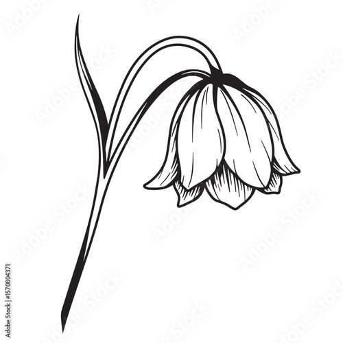 Elegant black and white floral illustration of a delicate bell shaped flower isolated