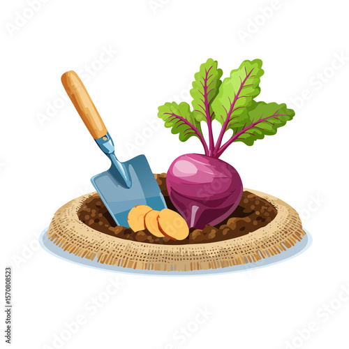 Illustration of a beet growing in soil with a shovel and sliced beets.
