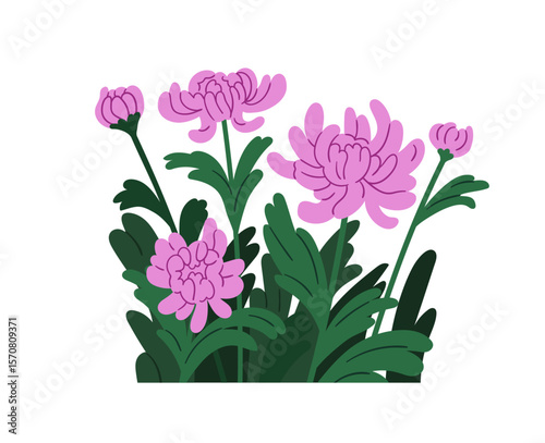 Chrysanthemum flower blossoms with leaves. Showy lush Japanese chrysanths growing. Gorgeous gentle blooming garden buds, delicate spring plants. Flat vector illustration isolated on white background