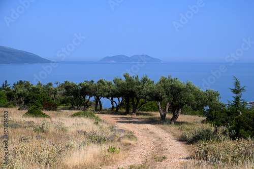 Olive trees on the Albanian coast. Albanian landscape with mountains and trees. Summer in Albania