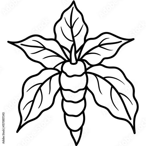 Ashwagandha line art vector