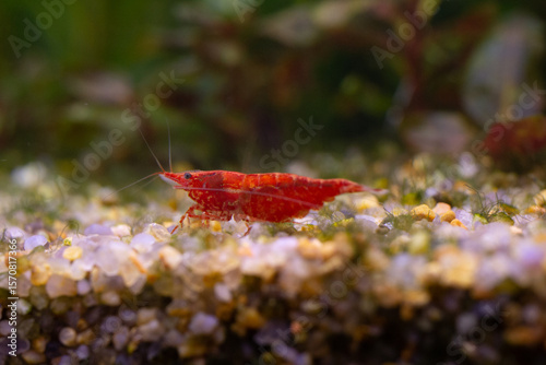 Fire-red cherry dwarf shrimp eat food on aquatic soil
