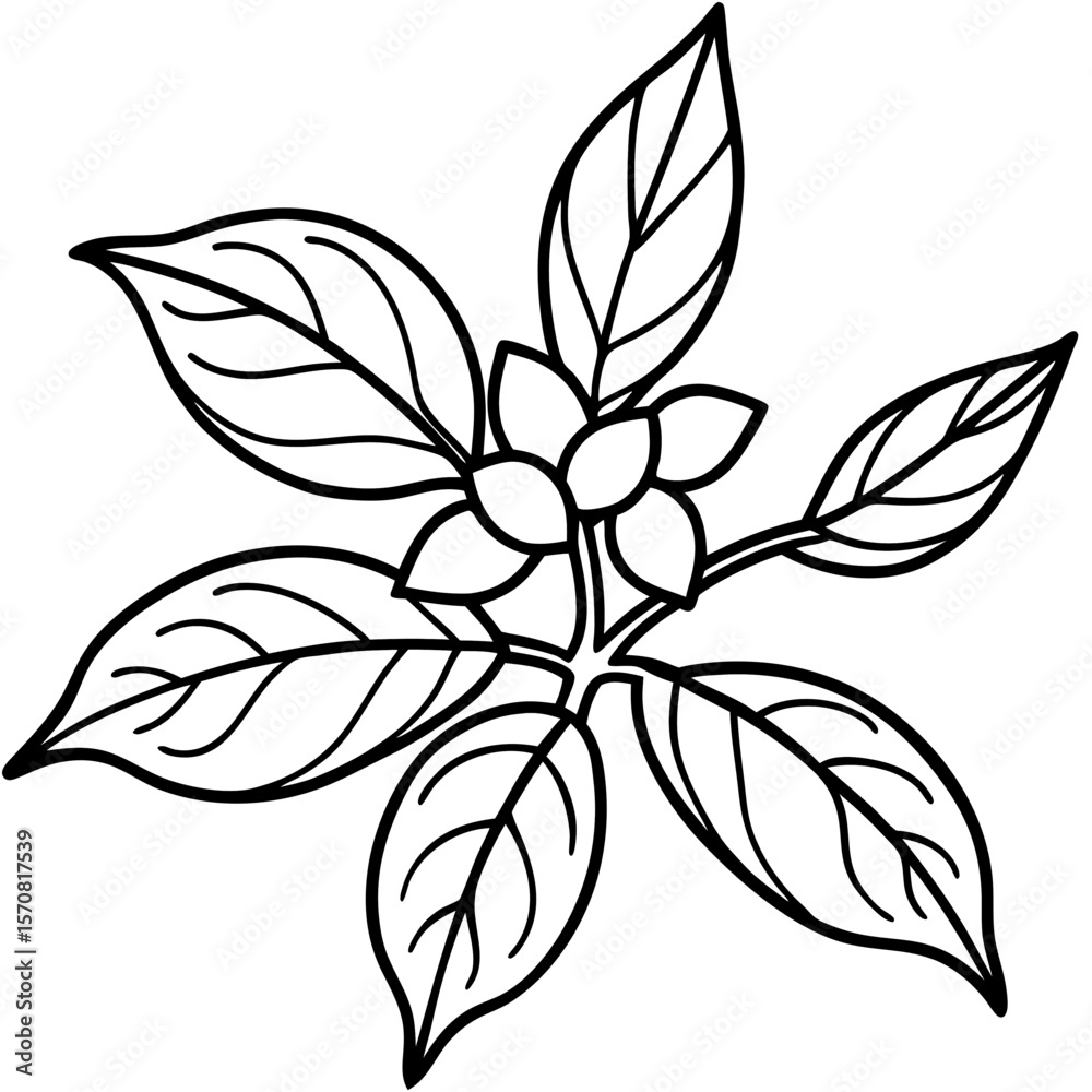 Obraz premium Ashwagandha line art vector