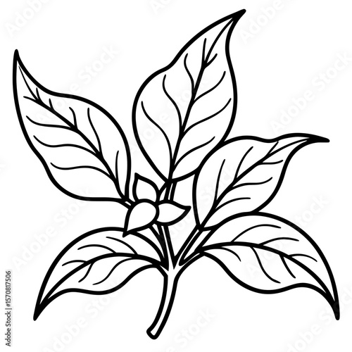 Ashwagandha line art vector