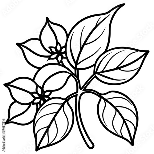 Wallpaper Mural Ashwagandha line art vector Torontodigital.ca