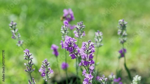 Lavender violet flowers on field at sunset.