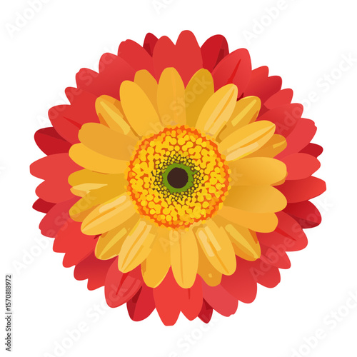 Vibrant Gerbera Daisy in Full Bloom on Black Background