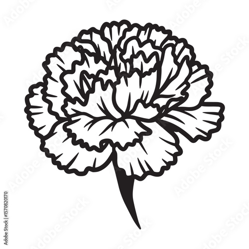 Elegant black and white carnation flower graphic design isolated on white background