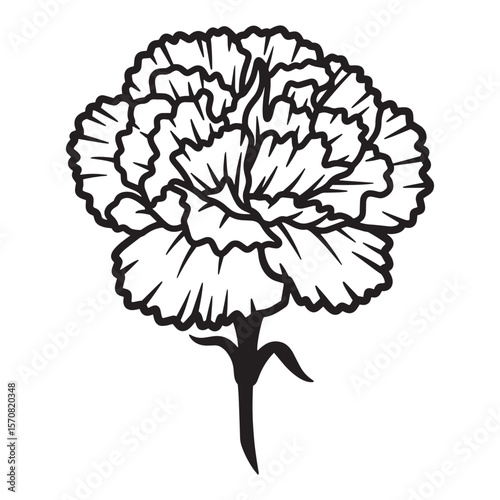 Elegant black and white carnation flower vector illustration on a white background