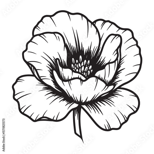 Elegant black and white illustration of a blooming poppy flower on a pure white background