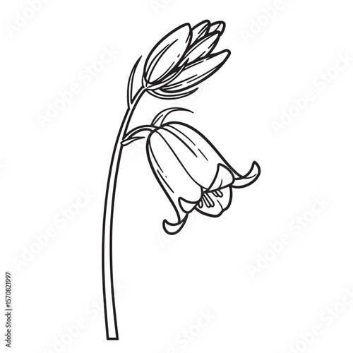 Elegant black and white line art illustration of a delicate bell flower blooming