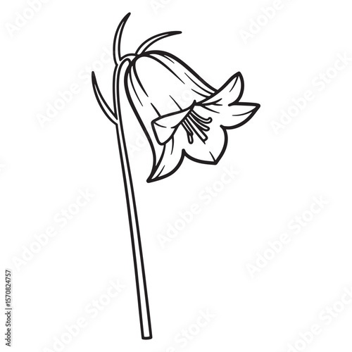Simple line art drawing of a campanula flower blooming isolated on white background