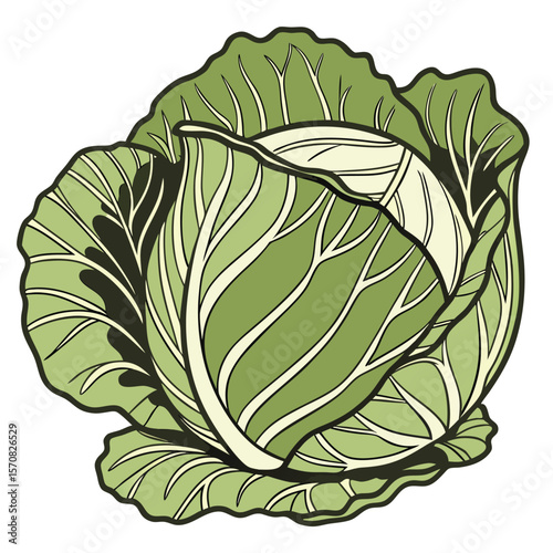 Fresh Cabbage: A vibrant and fresh cabbage showcases its intricate leaf structure and natural greens, presenting an attractive subject for healthy eating and natural living.