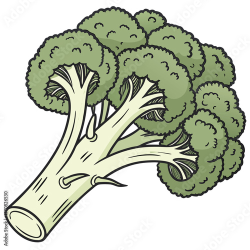 Fresh Broccoli Illustration: A vibrant and detailed illustration of a healthy, fresh broccoli head, showcasing its textured florets and sturdy stem. Perfect for food-related projects.