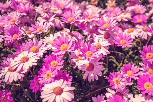 Nature flower background. Flowering pink chrysanthemum in the field in summer
