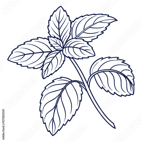 Botanical Elegance: A detailed botanical sketch showcases a sprig of lush green mint, its leaves perfectly rendered to highlight the fresh, aromatic essence. 