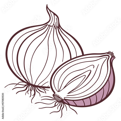 Fresh onion, Fresh food outline: An elegant outline illustration of a complete onion and its cut-open counterpart, offering a fresh perspective on this everyday vegetable.
