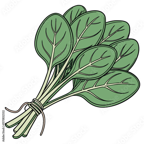 Vibrant Spinach Bunch: A detailed illustration presents a fresh bundle of spinach leaves, showcasing their rich green color and natural textures.