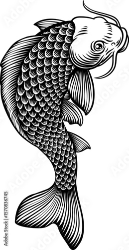 A koi carp Japanese fish de...