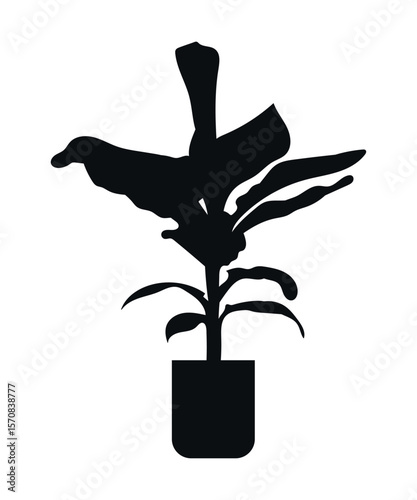 Banana is a tree. The silhouette of a plant. Indoor plants. Interior design elements - potted indoor plants for architectural projects of buildings and structures