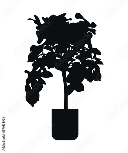 Lemon tree. The silhouette of a plant. Indoor plants. Interior design elements - potted indoor plants for architectural projects of buildings and structures